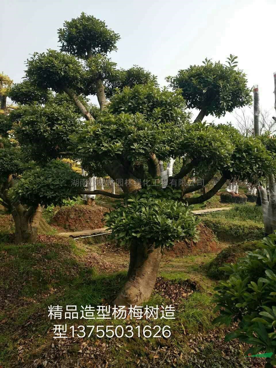 湖南精品造型杨梅树介绍图片