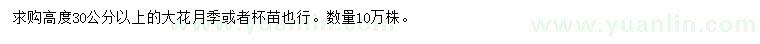 求購高30公分以上大花月季