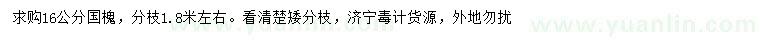求購16公分國槐