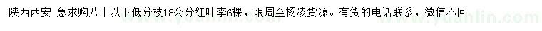 求購18公分紅葉李