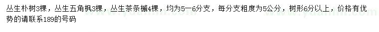 求購叢生樸樹、叢生五角楓、叢生茶條槭