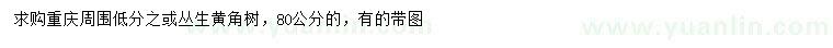 求購80公分叢生黃角樹