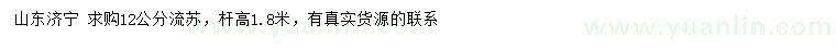 求購12公分流蘇