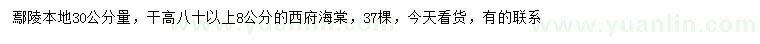 求購30公分量8公分西府海棠