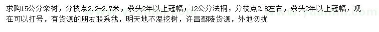 求購15公分欒樹、12公分法桐