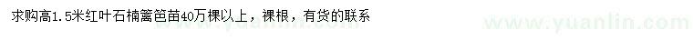 求購高1.5米紅葉石楠籬笆苗
