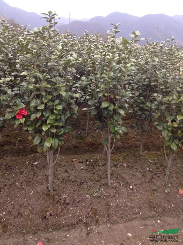 茶花行情报价茶花图片展示