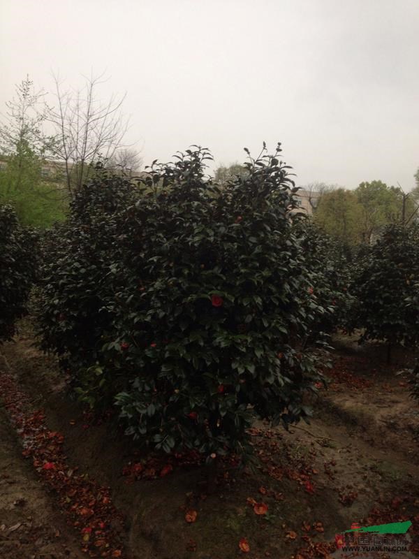 茶花5供应/茶花5图片