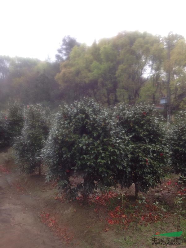 茶花2行情报价茶花2图片展示