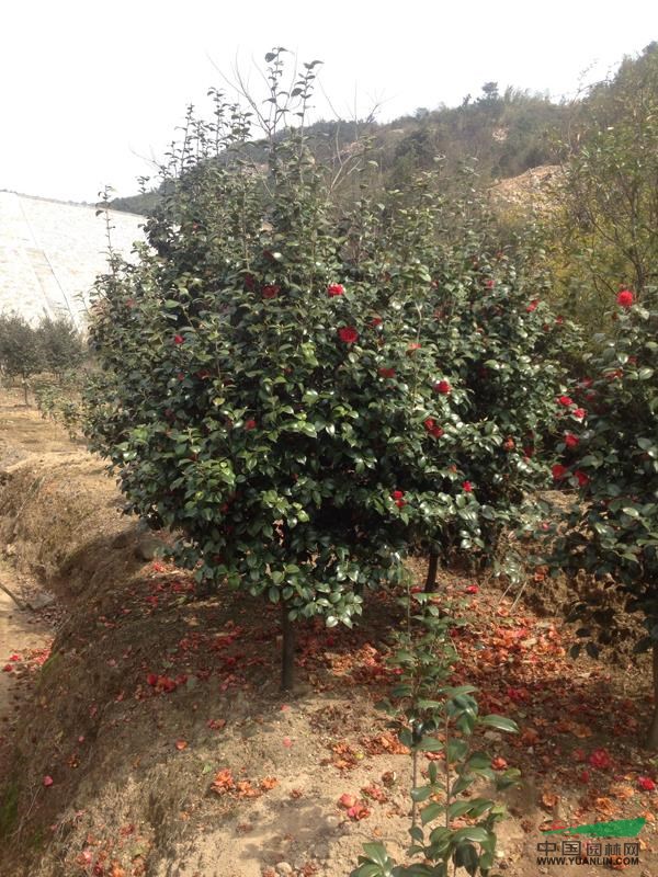 浙江茶花6