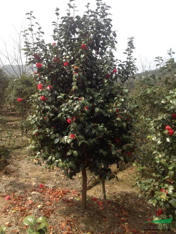 茶花7最新价格/茶花7报价