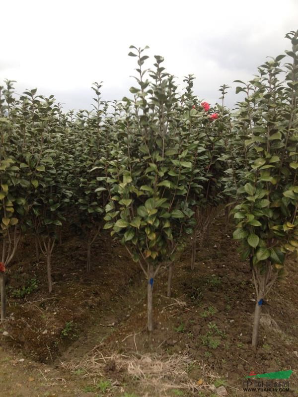 茶花8供应/茶花8图片