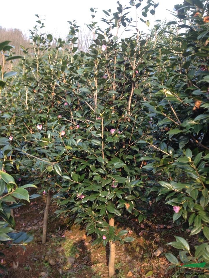浙江美人茶3介绍