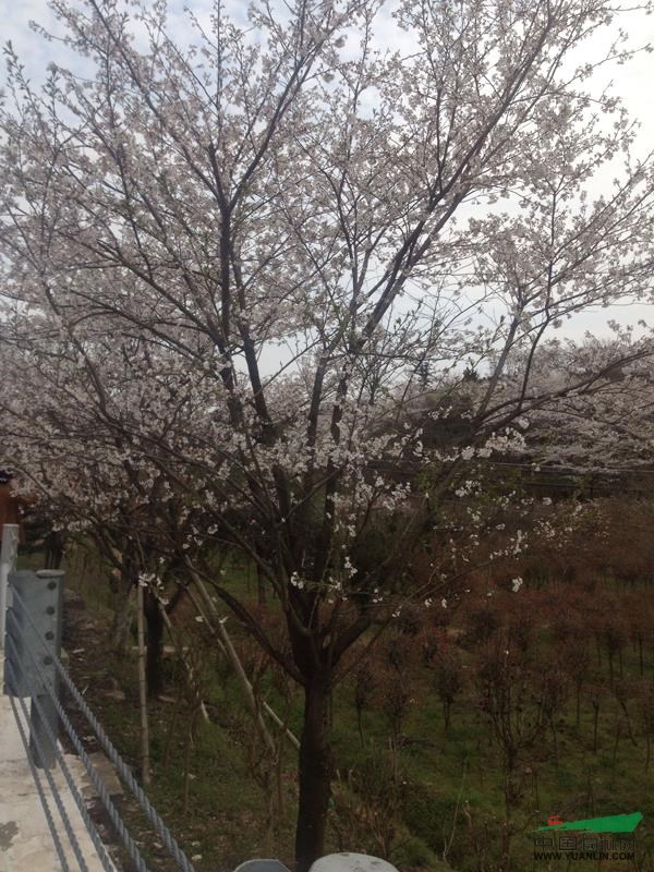 日本樱花 早樱晚樱2最新价格/日本樱花 早樱晚樱2报价