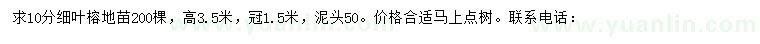 求購10分細(xì)葉榕地苗