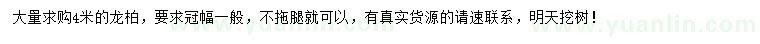 求購4米龍柏