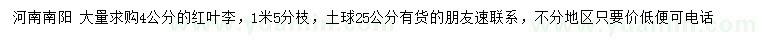 求購4公分紅葉李