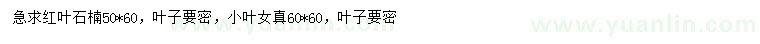 求購(gòu)50*60公分紅葉石楠、60*60公分小葉女貞