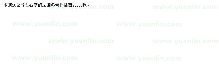 求購(gòu)高20公分左右法國(guó)冬青扦插苗