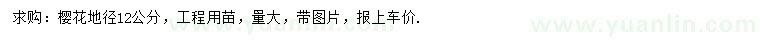 求購地徑12公分櫻花