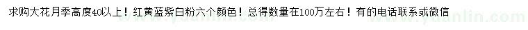 求購高度40公分以上大花月季