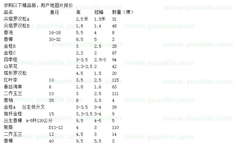 求購(gòu)尖塔羅漢松、香泡、香樟等