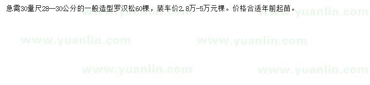 求購30量28--30公分造型羅漢松