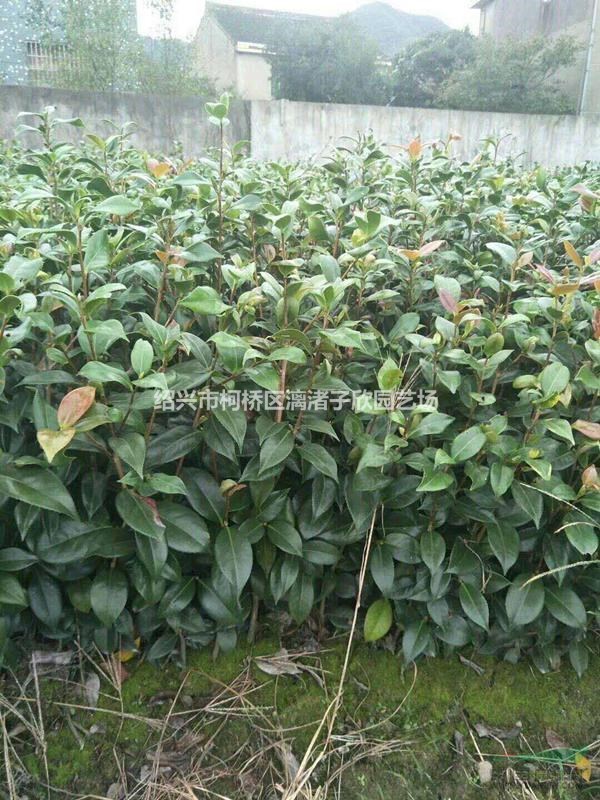 精品小茶花