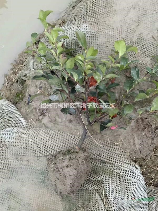 精品茶梅地栽小毛球