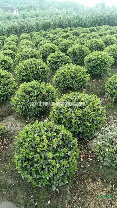 精品茶梅球  冠副80cm至1米