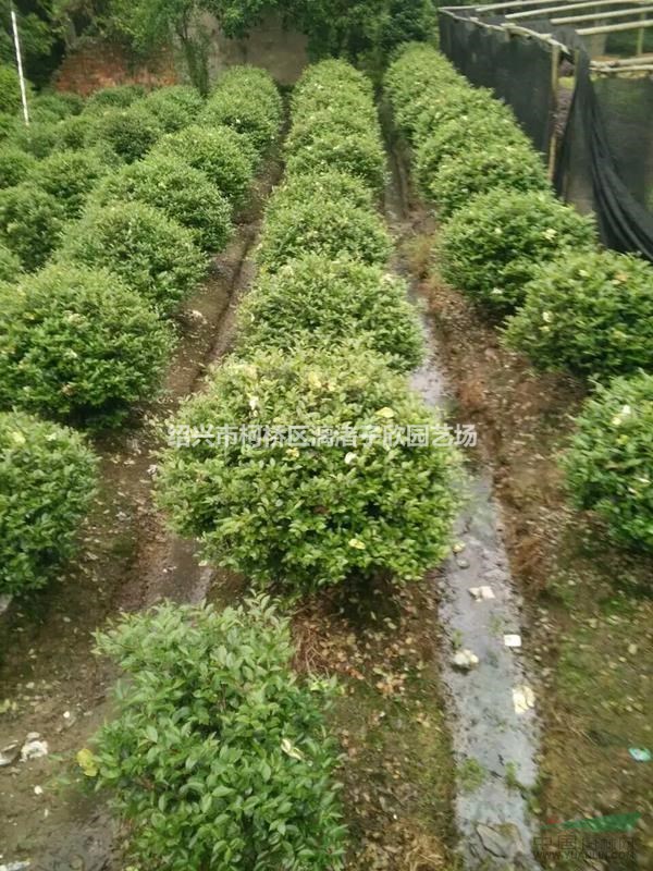 精品茶梅球  冠副80cm至1米