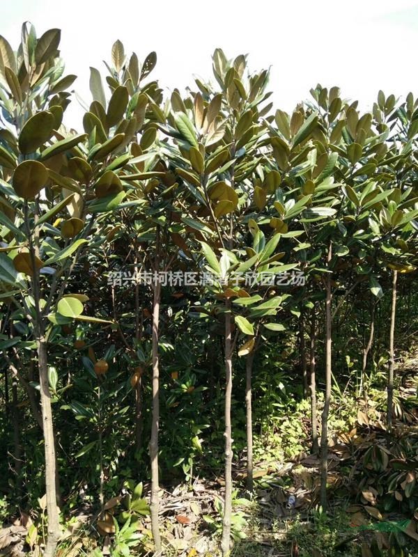 精品小廣玉蘭 地徑1至3公分