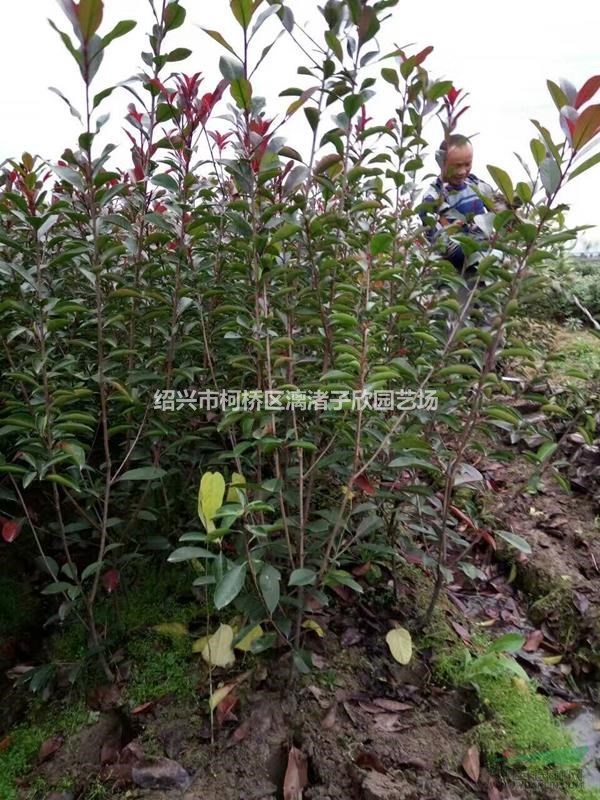 大量精品紅葉石楠小籬笆苗 高度80厘米至1.5米