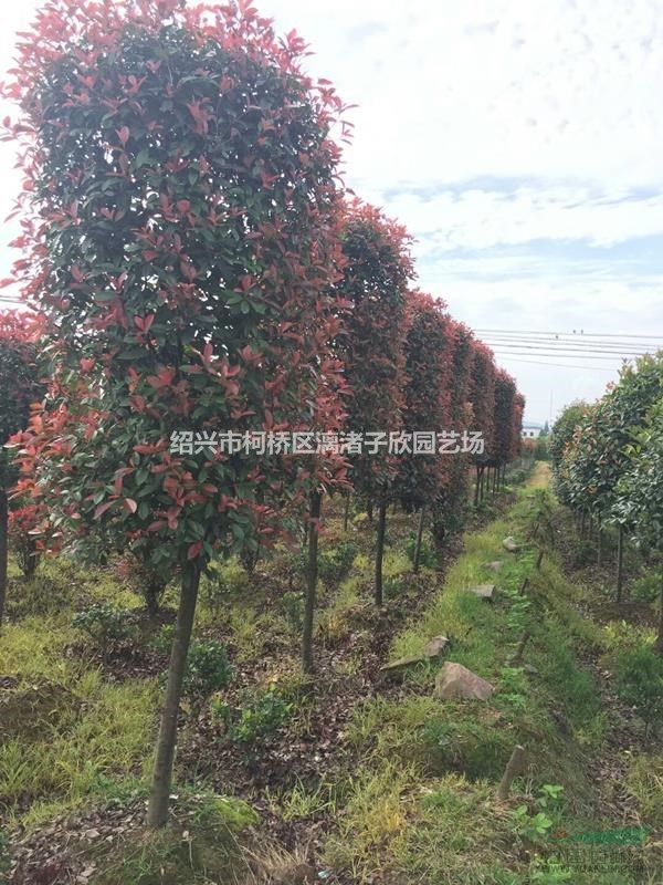 造型精品紅葉石楠柱子冠副80cm到2m 