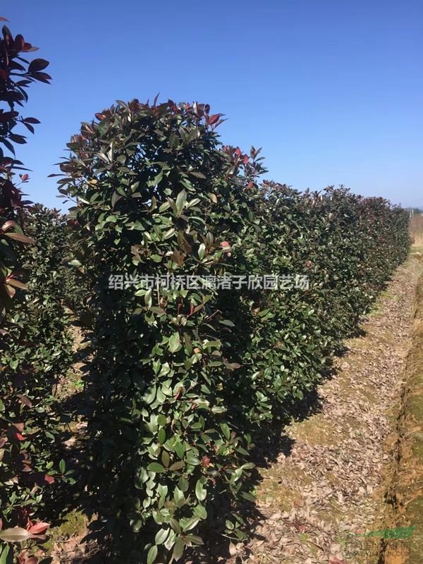 造型精品紅葉石楠柱子冠副80cm到2m 