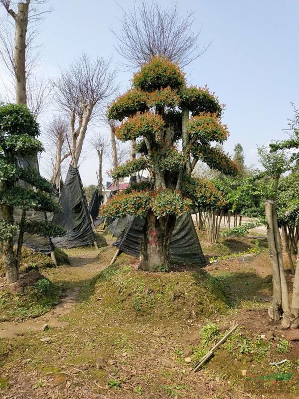 湖南造型椤木石楠介绍