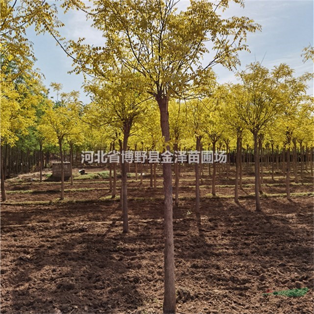 4公分金葉槐價格  