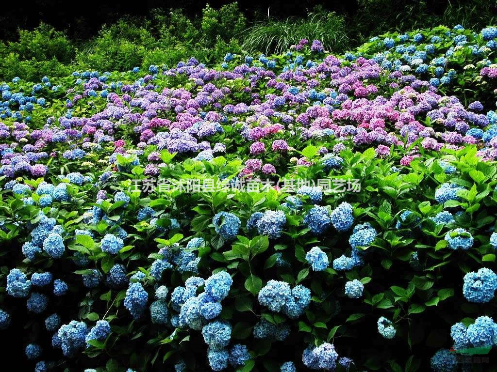 江蘇八仙繡球苗價格 繡球花苗價格 八仙花價格詳情 