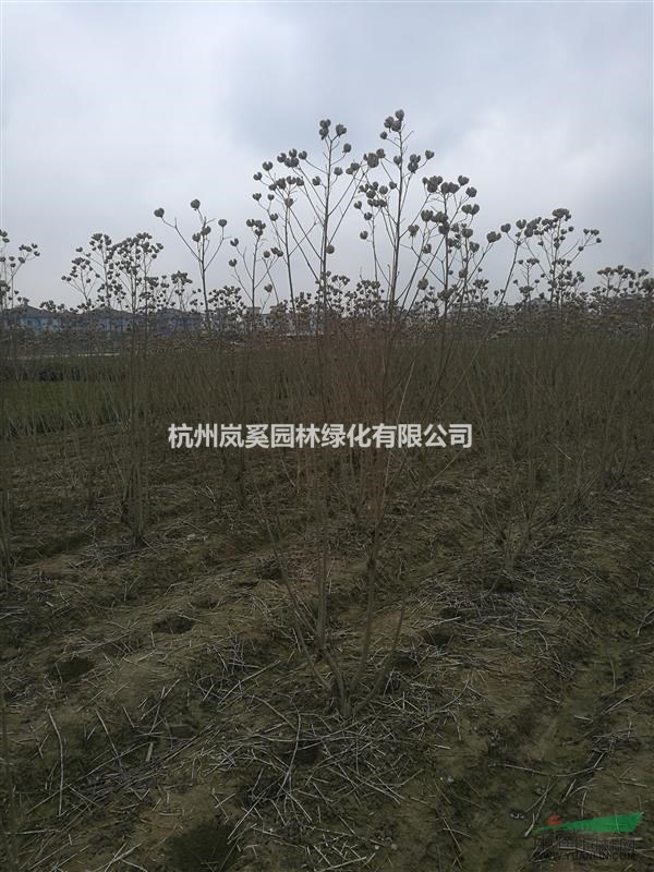 浙江地區(qū)低價供應(yīng)木芙蓉