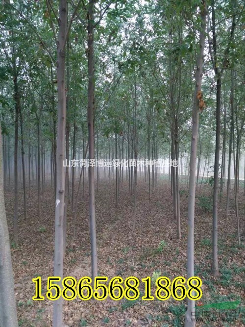 5公分-6公分速生白蠟13元一棵