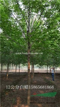 5公分-6公分速生白蠟13元一棵