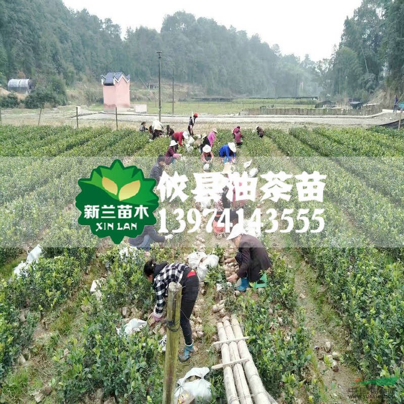 長林系列油茶苗15-20公分輕基質(zhì)容器嫁接油茶苗