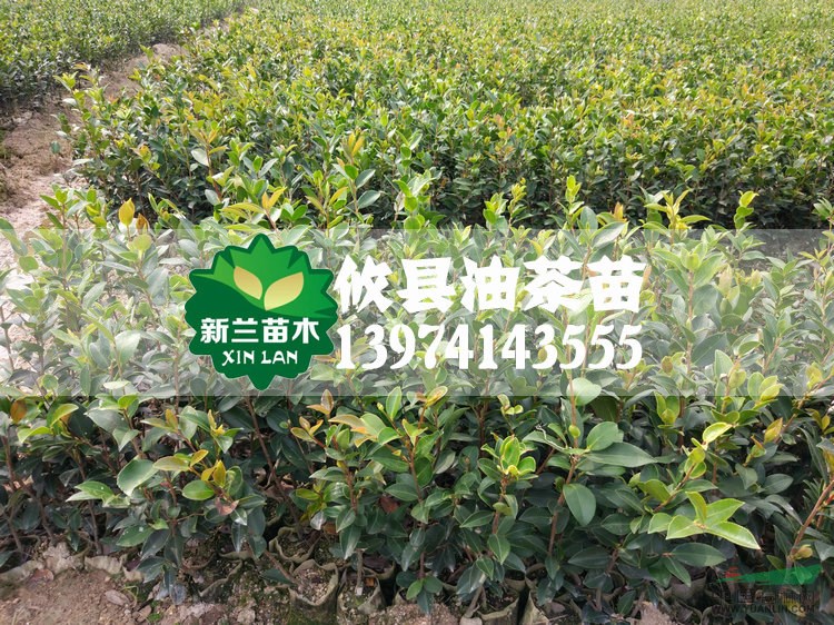 長林系列油茶苗15-20公分輕基質(zhì)容器嫁接油茶苗