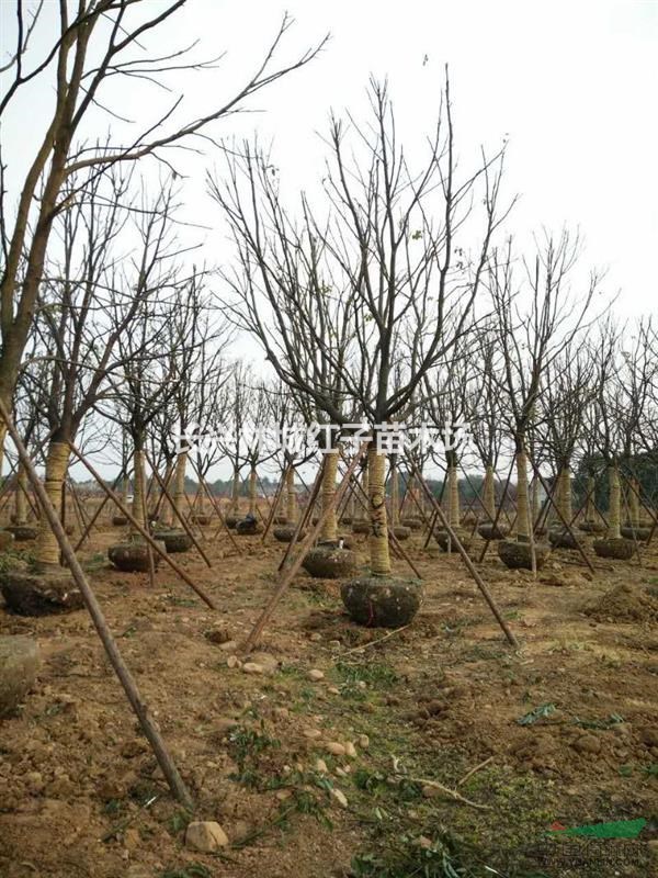 浙江苗木基地香樟，桂花，朴树
