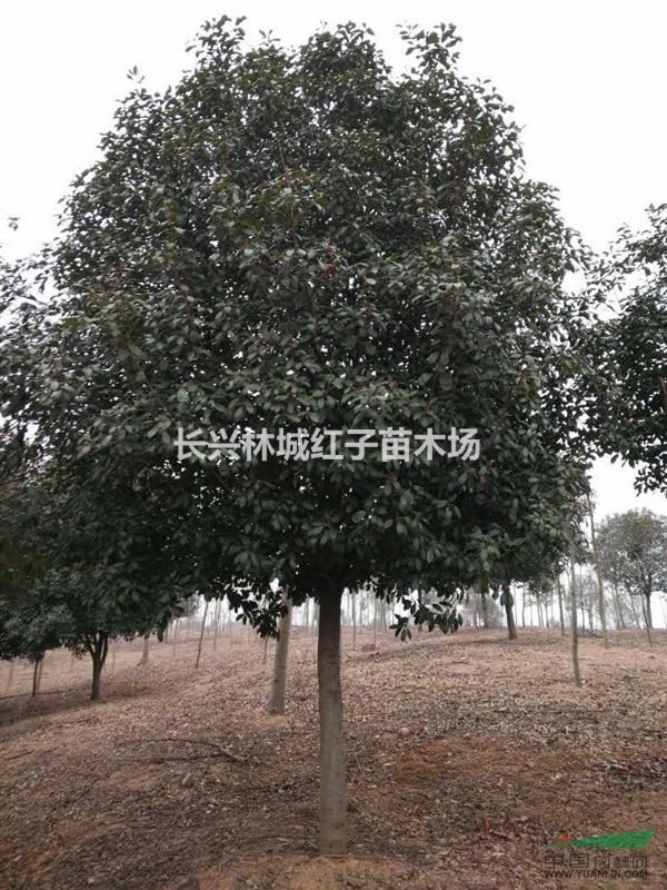 浙江苗木基地香樟，桂花，朴树