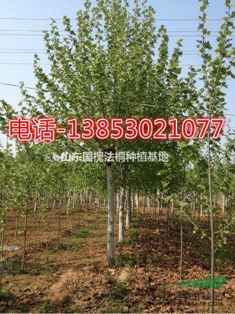 菏澤20公分合歡樹(shù)種植基地