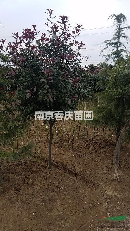 南京地區(qū)雪松價格低|供應雪松規(guī)格齊全|2米雪松價格
