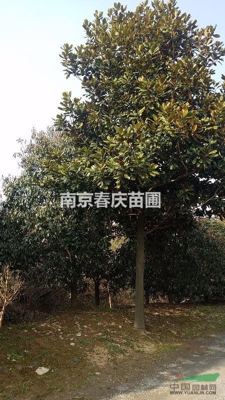 南京地區(qū)雪松價格低|供應雪松規(guī)格齊全|2米雪松價格