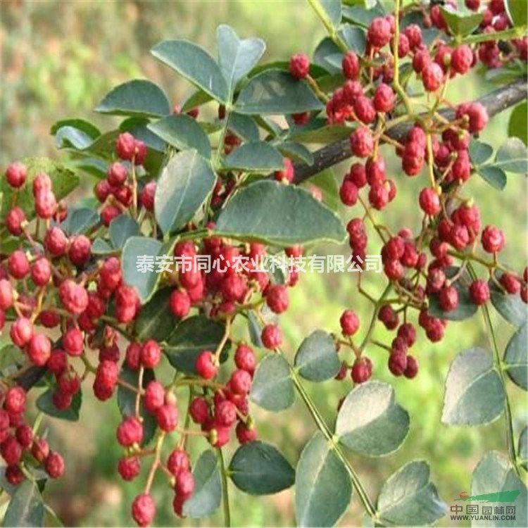 花椒樹苗價(jià)格 大紅袍花椒苗批發(fā)