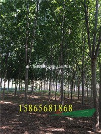 10公分-25公分一級貨速生法桐李振海銷售的價格低